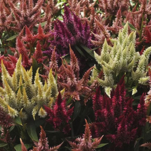 Celosia Spicata Celw...