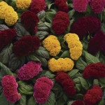 Celosia  Concertina...