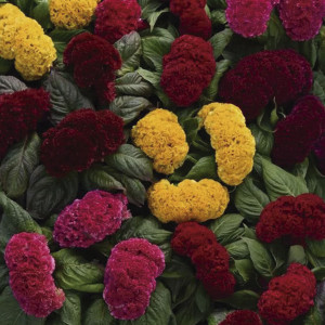 Celosia  Concertina...