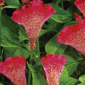 Celosia Cristata Bom...