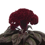 Celosia Cristata Dra...