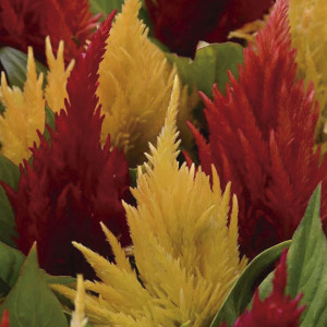 Celosia Plumosa Firs...