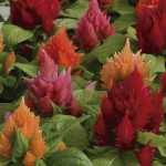 Celosia Plumosa Ice ...