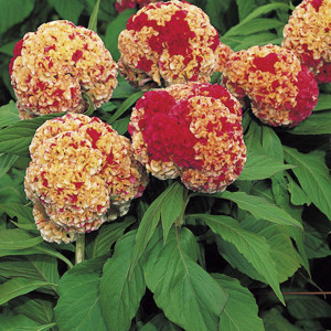 Celosia Cristata Kur...