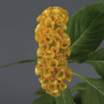Celosia Cristata Neo...