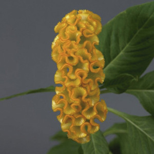 Celosia Cristata Neo...