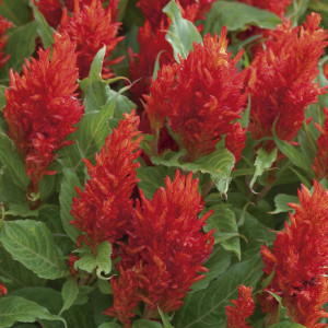 Celosia Plumosa Cast...