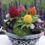 Celosia Plumosa Glor...