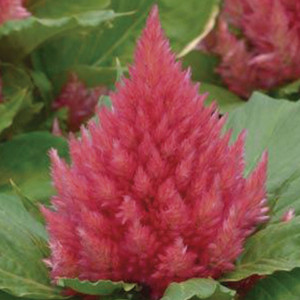 Celosia Plumosa Glow...