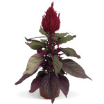 Celosia Plumosa New ...