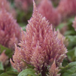 Celosia Plumosa Smar...