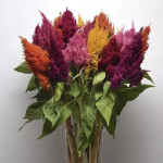 Celosia Plumosa Sund...