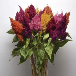 Celosia Plumosa Sund...
