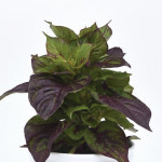 Celosia Argentea Sol...