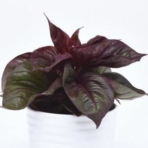 Celosia Argentea Sol...