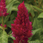 Celosia Plumosa Sund...