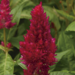 Celosia Plumosa Sund...