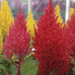 Celosia Plumosa Cent...