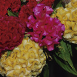 Celosia Cristata Chi...