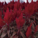 Celosia Plumosa Fash...