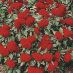 Celosia Cristata Pre...