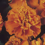 Cempazuchitl Fra. Ja...