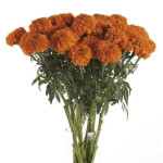 Cempazuchitl Afr. Xo...