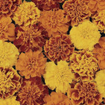 Cempazuchitl Fra. Bo...