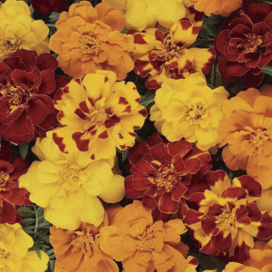 Cempazuchitl Fra. Du...