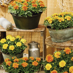 Cempazuchitl Fra. Ch...