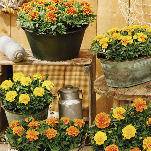 Cempazuchitl Fra. Ch...