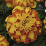 Cempazuchitl Fra. (T...