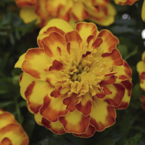 Cempazuchitl Fra. (T...