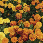 Cempazuchitl Fra. Ho...