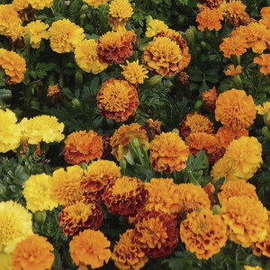 Cempazuchitl Fra. Ho...