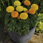 Cempazuchitl Afr. Pr...