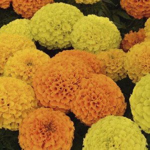 Cempazuchitl Afr. Ta...