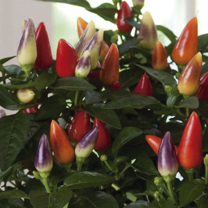 Chile Ornamental Aca...