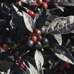 Chile Ornamental Bla...