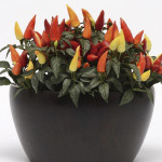 Chile Ornamental Bla...