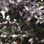 Chile Ornamental Cal...