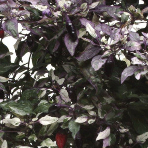 Chile Ornamental Cal...