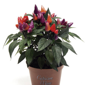 Chile Ornamental Con...