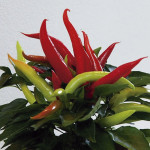 Chile Ornamental Fav...