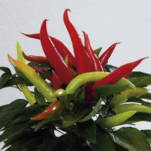 Chile Ornamental Fav...