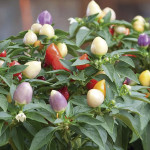 Chile Ornamental Har...