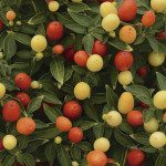 Chile Ornamental Hot...