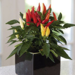 Chile Ornamental Jok...