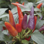 Chile Ornamental Mas...