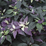 Chile Ornamental Pur...